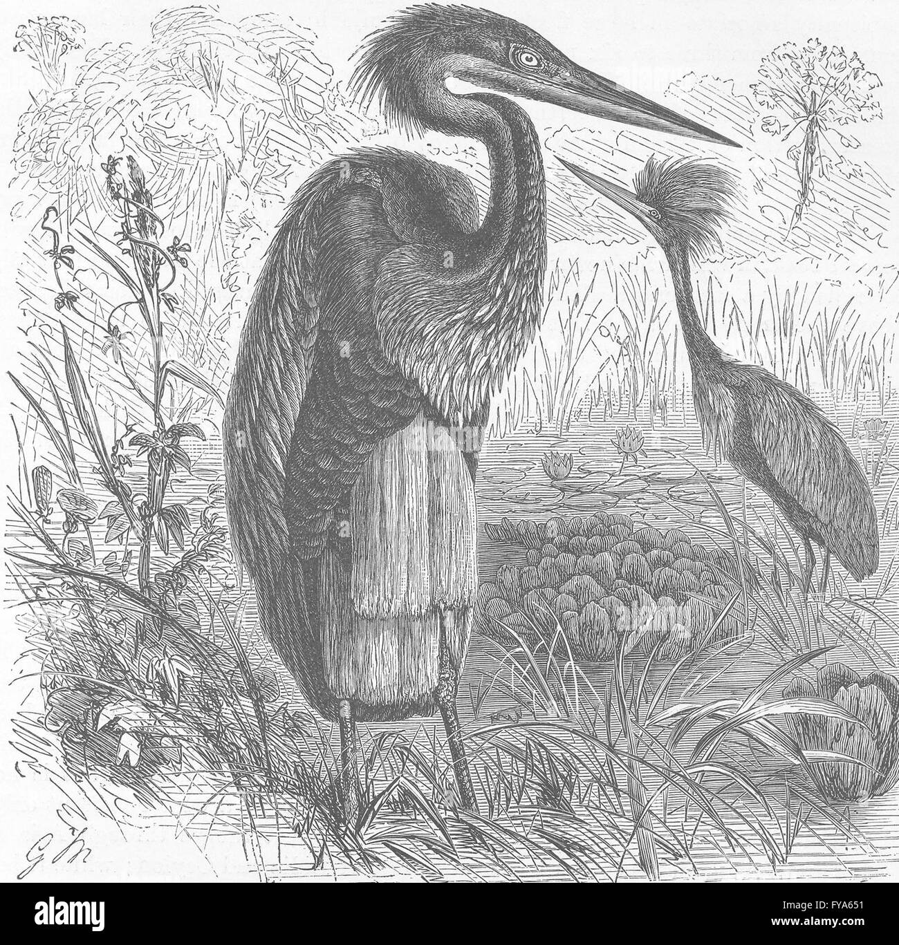 Les oiseaux : Goliath heron en plumage nuptial , ancien 1895 Banque D'Images