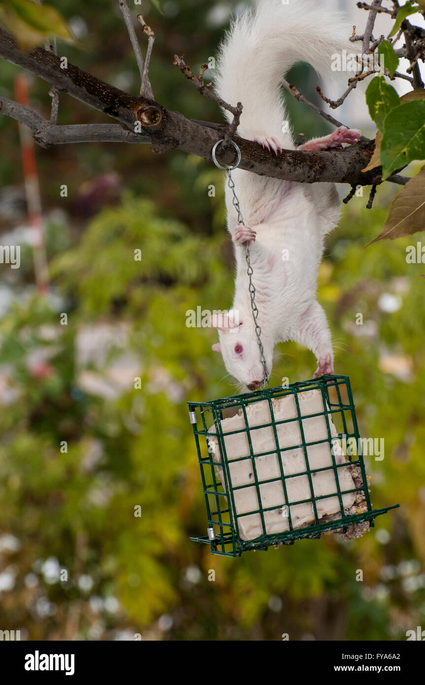 Vadnais Heights, Minnesota. Suspendue à un écureuil albinos de manger de l'arbre à partir d'un convoyeur de rognon rognon pour les oiseaux. L'Écureuil gris Banque D'Images