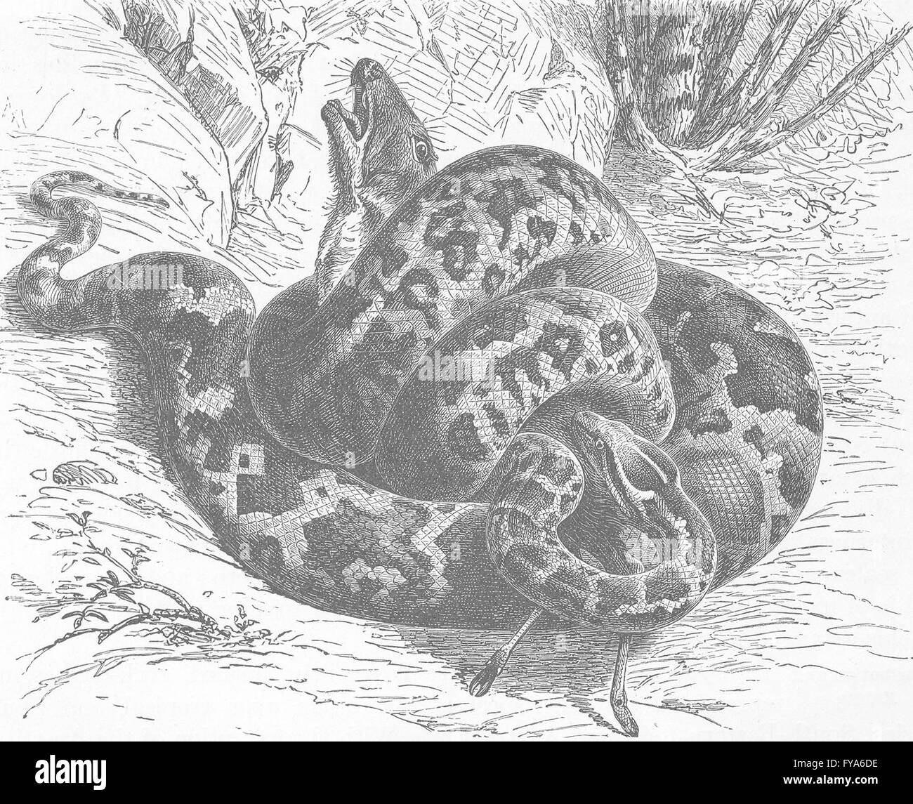 Inde : python indien écraser sa proie , ancien 1896 Banque D'Images
