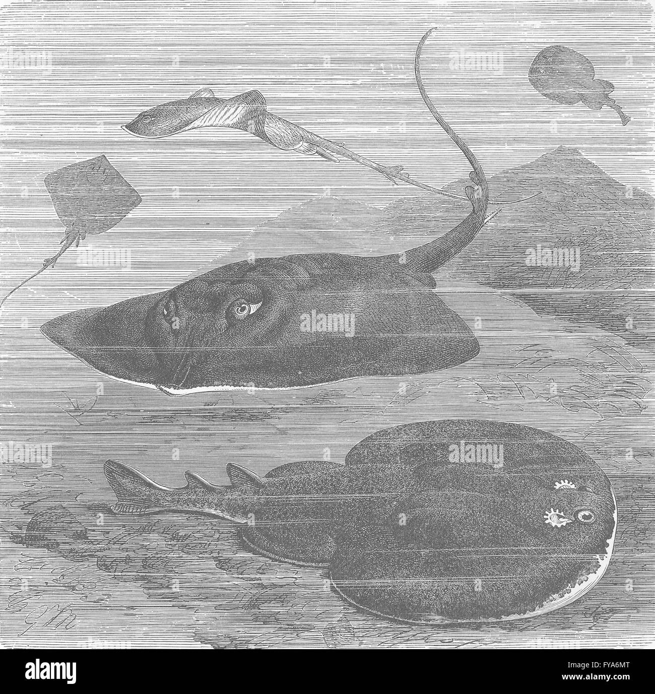 Poissons : skate & commun raie marbrée , ancien 1896 Banque D'Images
