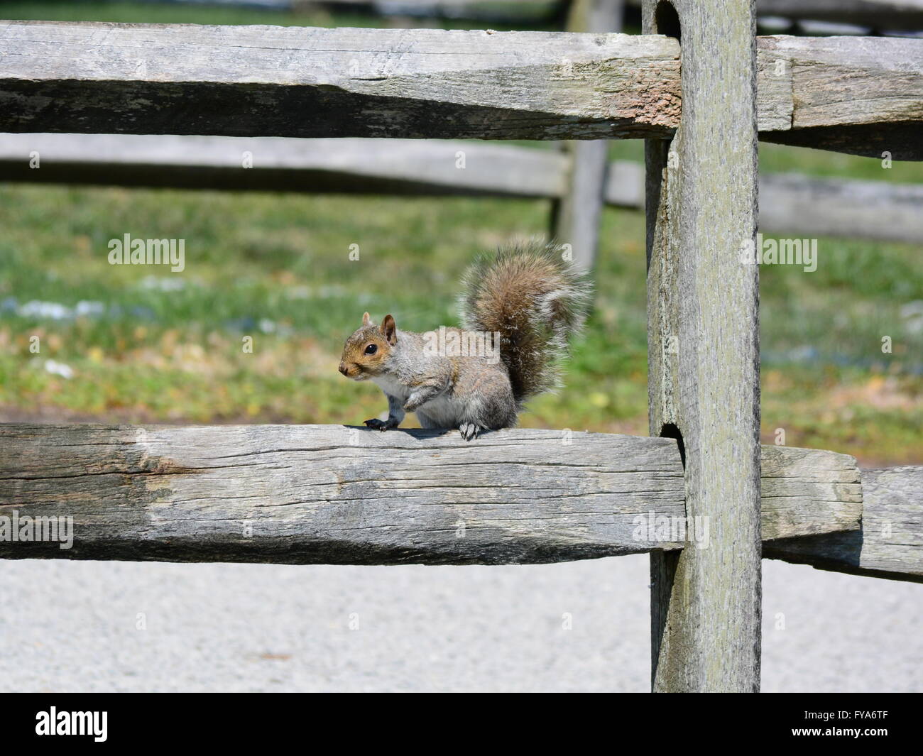Sur une clôture d'écureuil Banque D'Images