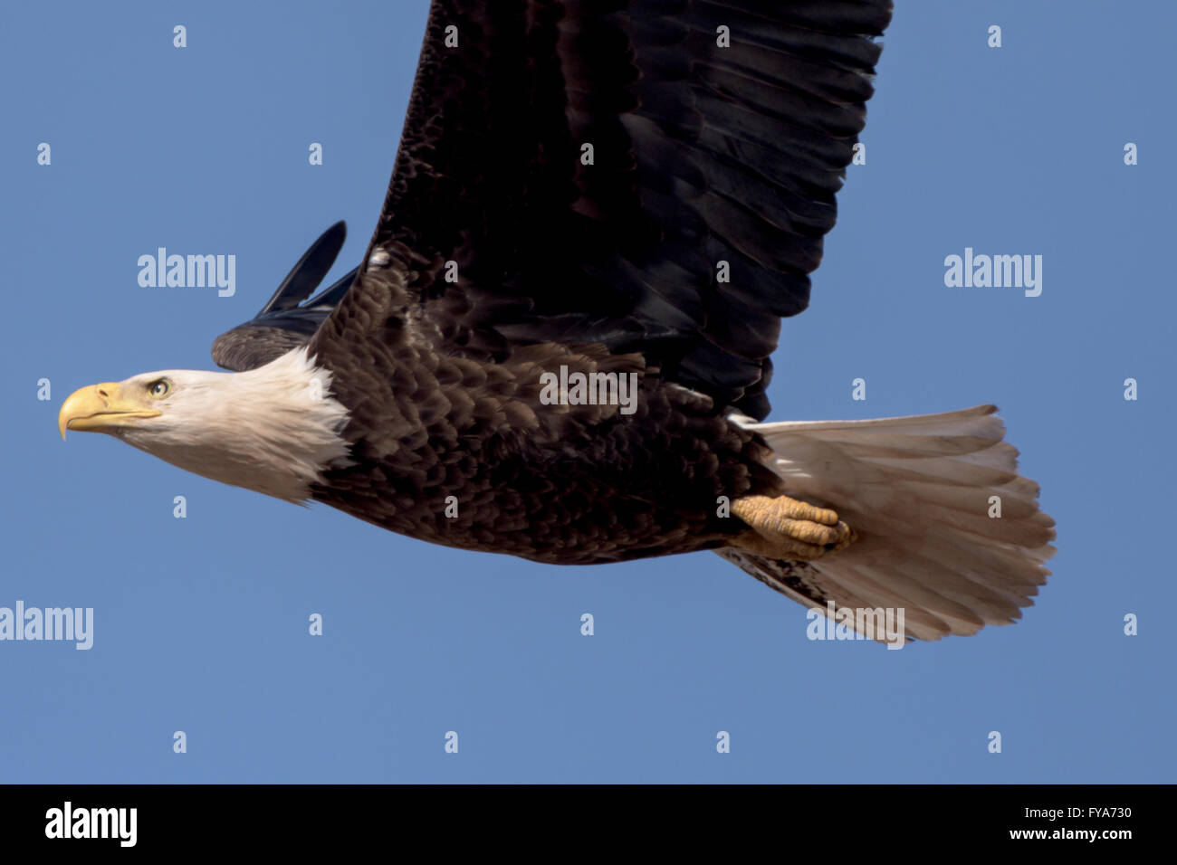 Un pygargue à tête blanche volant autour sur une belle journée. Banque D'Images