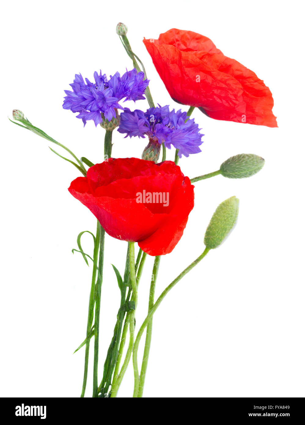 Des fleurs de pavot Banque D'Images