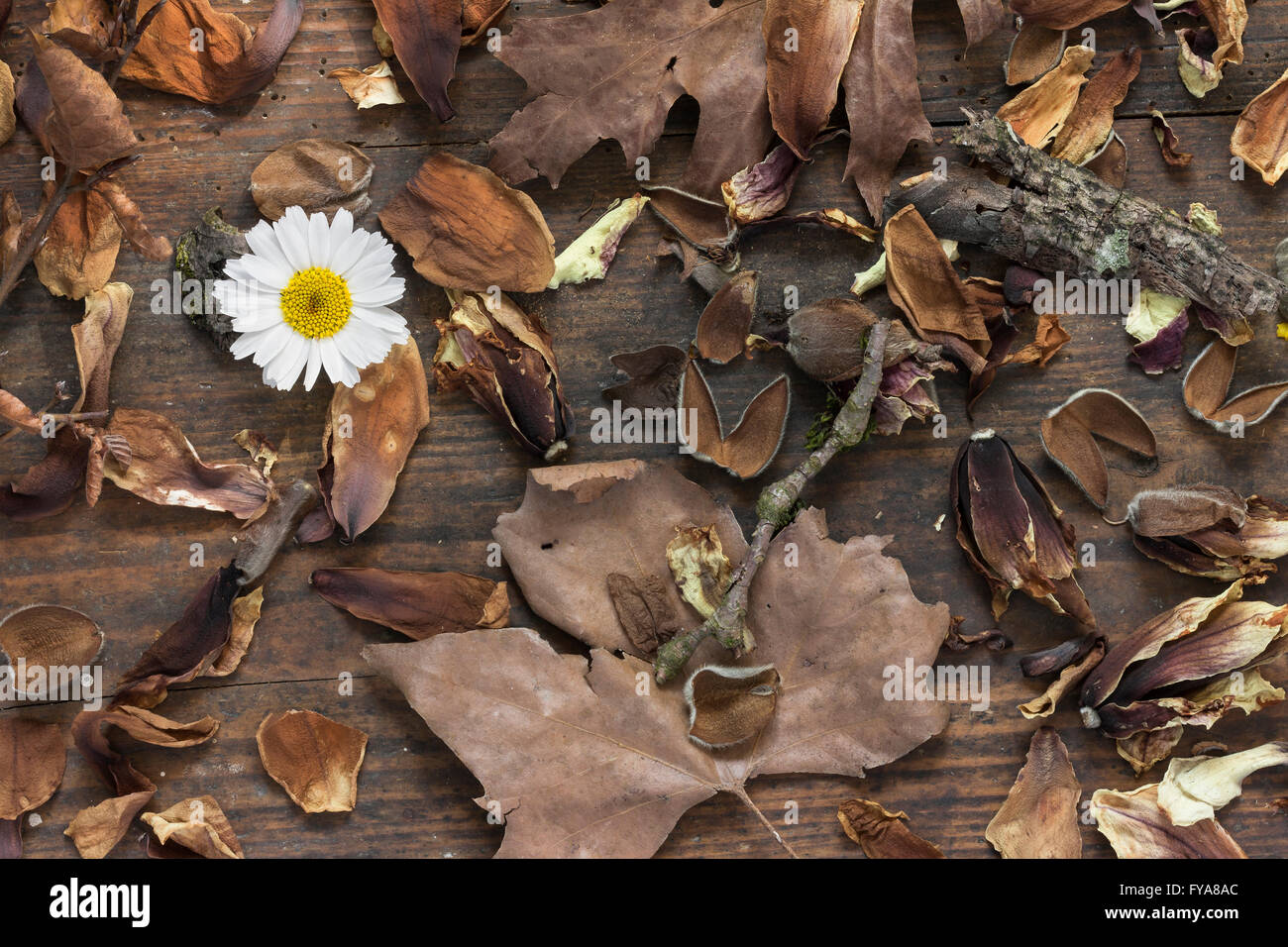 Daisy unique fleur avec brown feuilles d'automne sur fond de bois comme une image symbolique pour le temps et l'éphémère, la vie et la mort Banque D'Images
