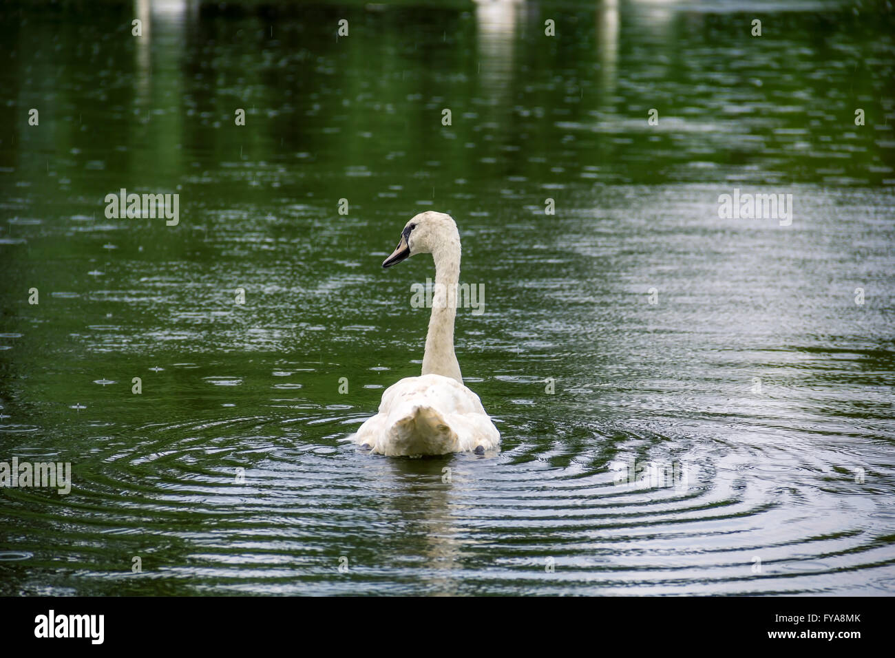 Magnifique swan nager dans la pluie en été Banque D'Images