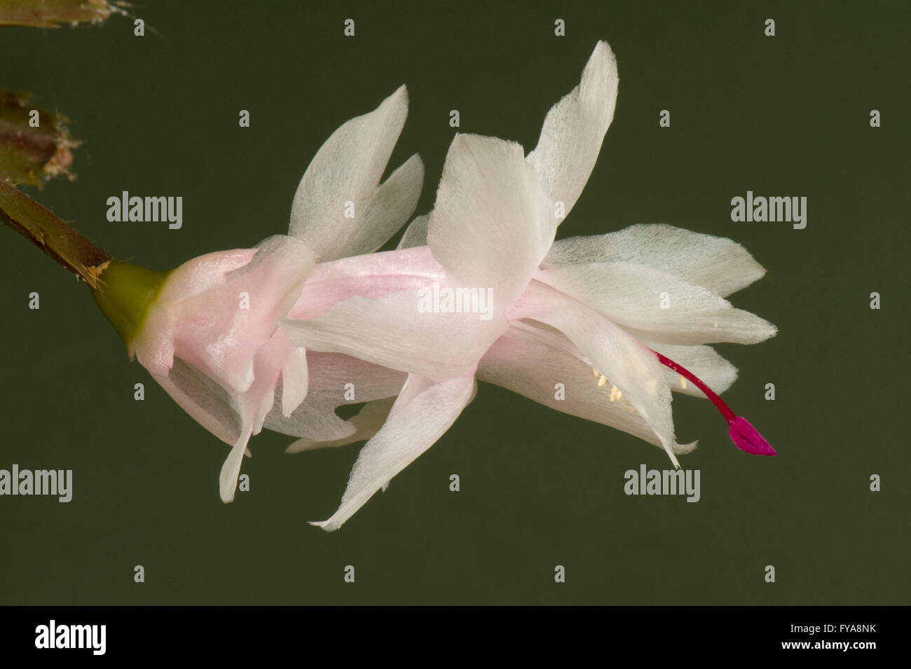 Une fleur de cactus de Noël, Schlumbergera hybride, avec du blanc au rose et tube, puple pistolet magenta Banque D'Images