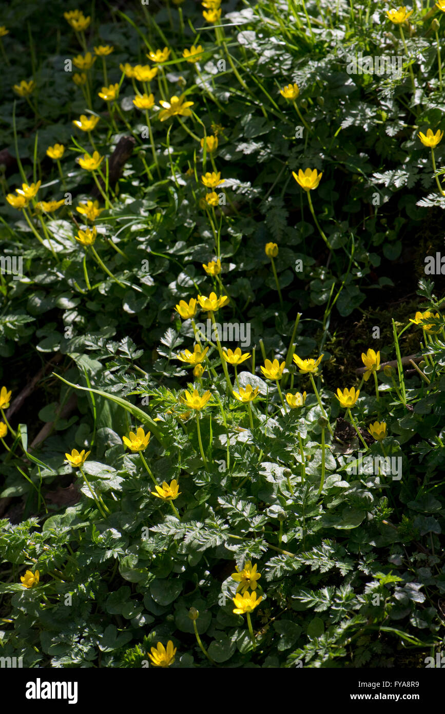 Lesser celandines, Ficaria verna, floraison jaune printemps buttercup-comme plante Banque D'Images