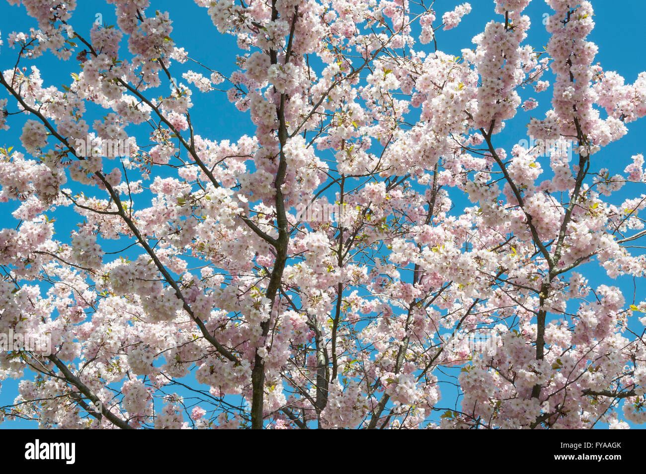 Fleur de printemps de l'Alexandra Park, London Borough of Haringey, Greater London, Angleterre, Royaume-Uni Banque D'Images