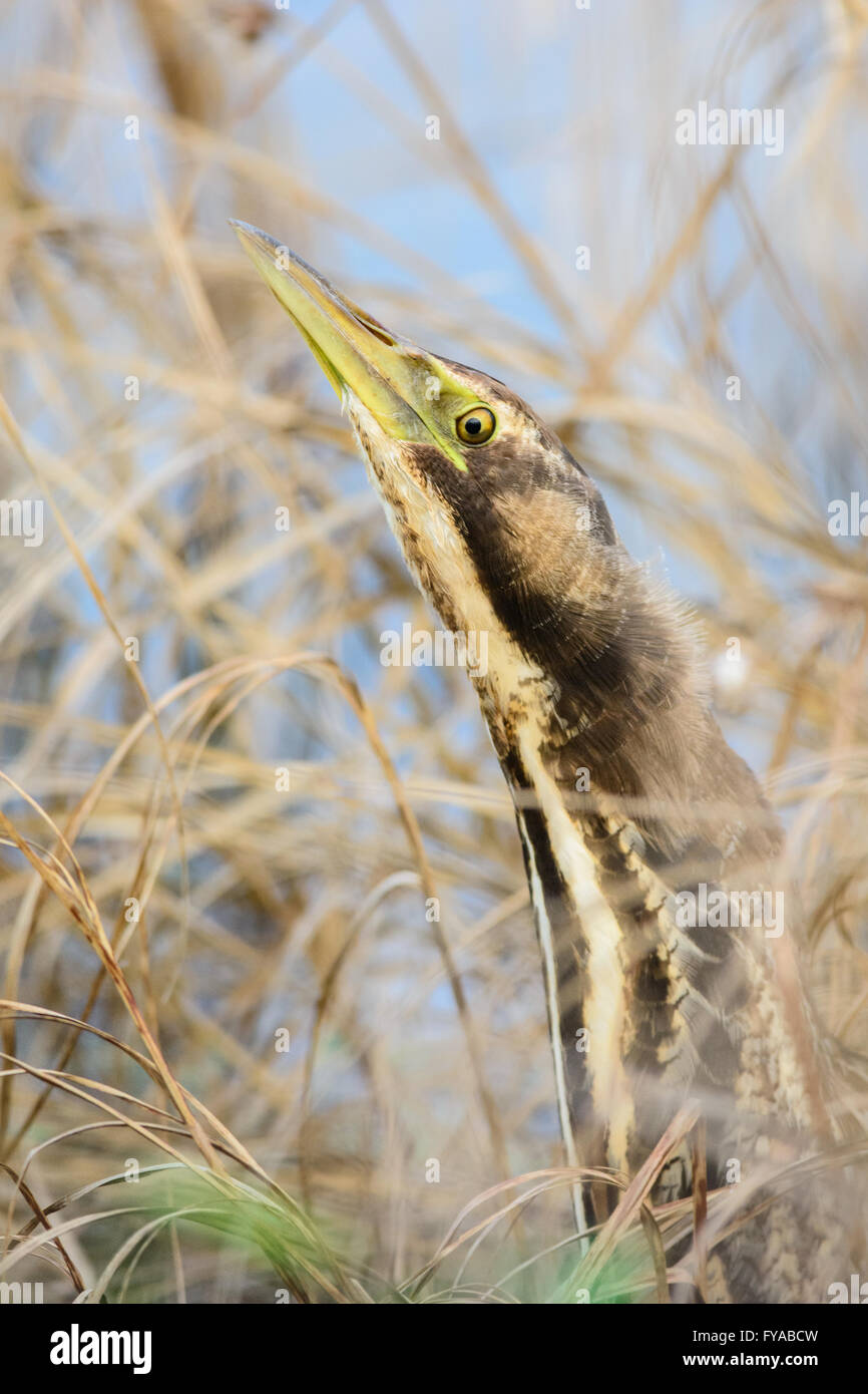 Australasian Bittern portrait. Banque D'Images