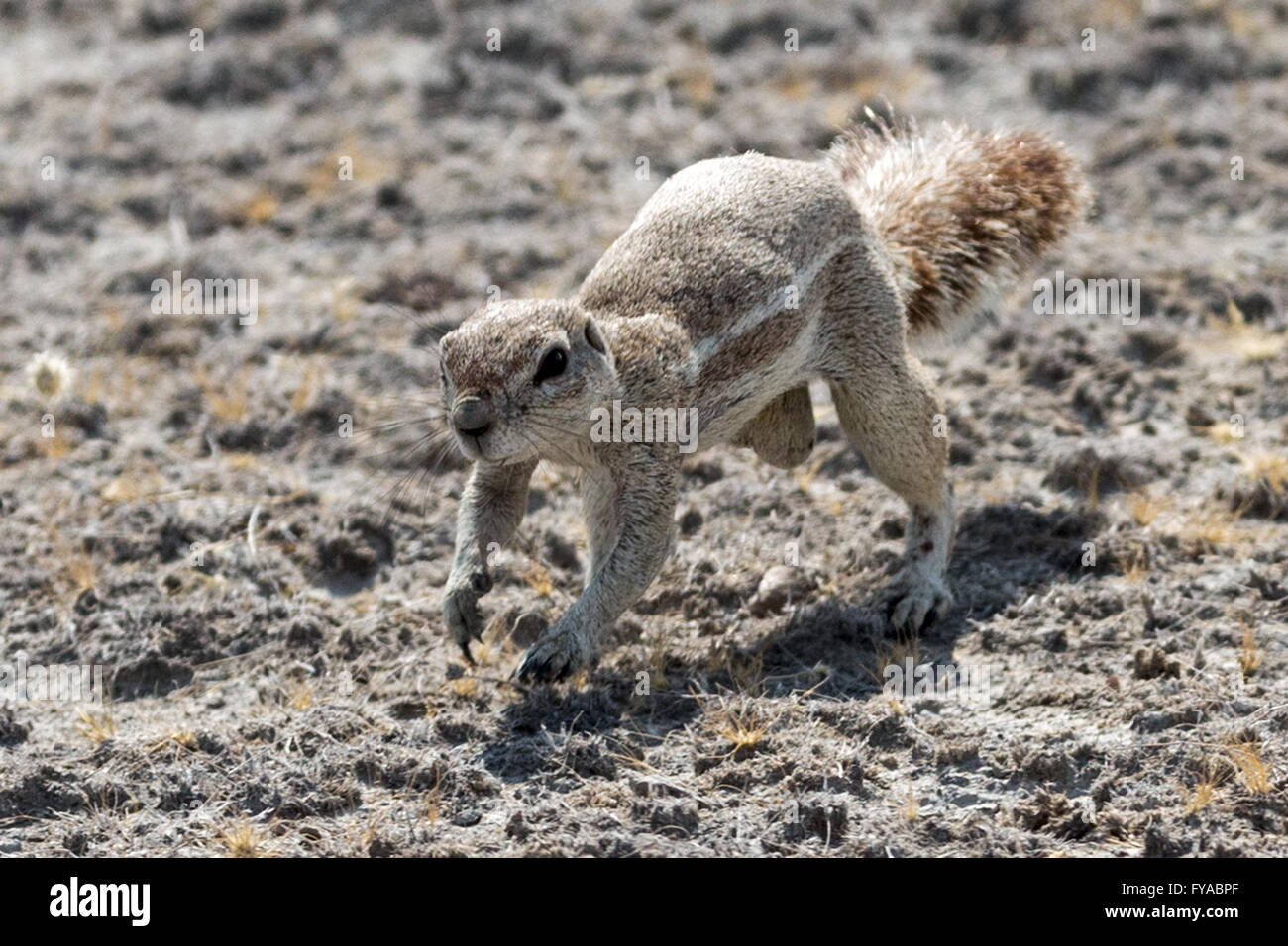 Écureuil du Cap ou écureuil de l'Afrique du Sud, parc national d'Etosha, Namibie Banque D'Images