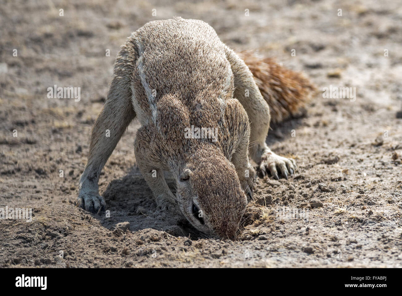 Écureuil du Cap ou écureuil de l'Afrique du Sud, excavation/chasse, parc national d'Etosha, Namibie Banque D'Images