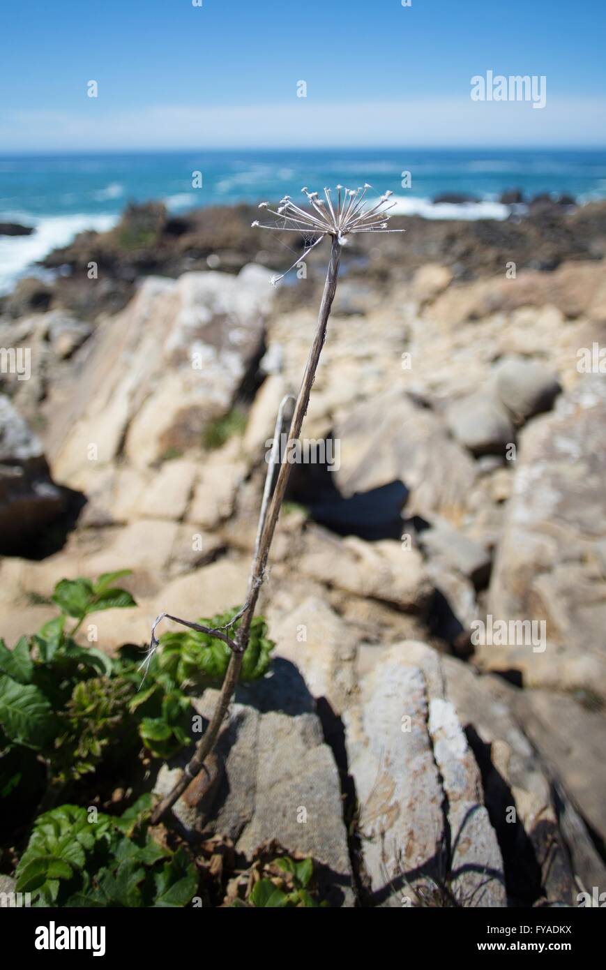 Une croissance de mauvaises herbes sèches le long de la côte à Salt Point State Park dans le nord de la Californie, USA. Banque D'Images