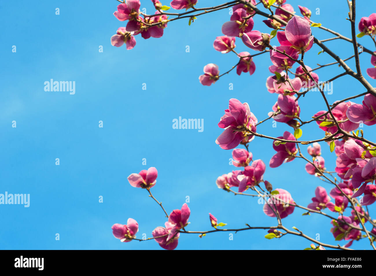 Droit de l'épanouissement des fleurs de magnolia au printemps Banque D'Images