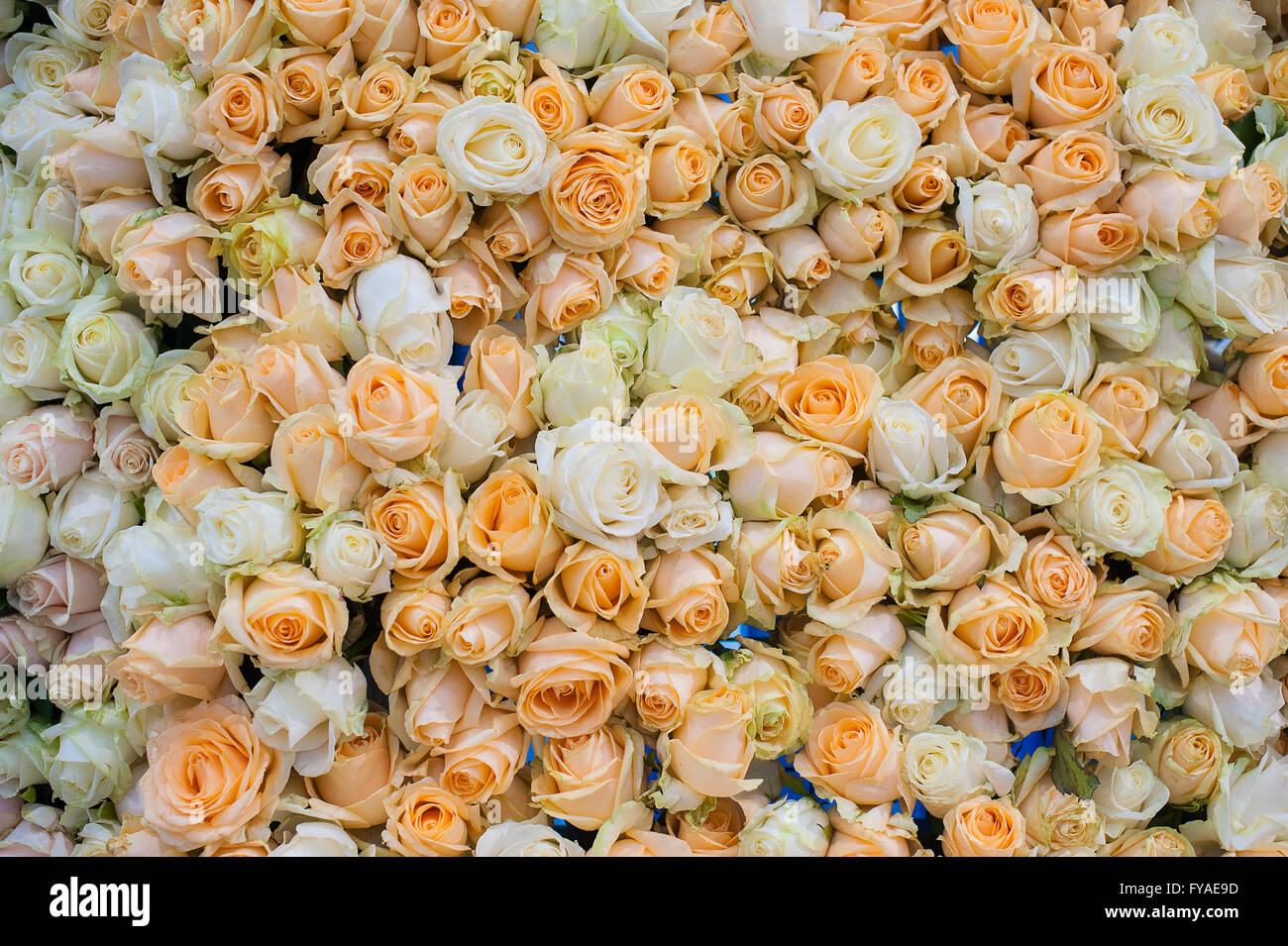 Résumé fond de fleurs pour mariage Close up Banque D'Images