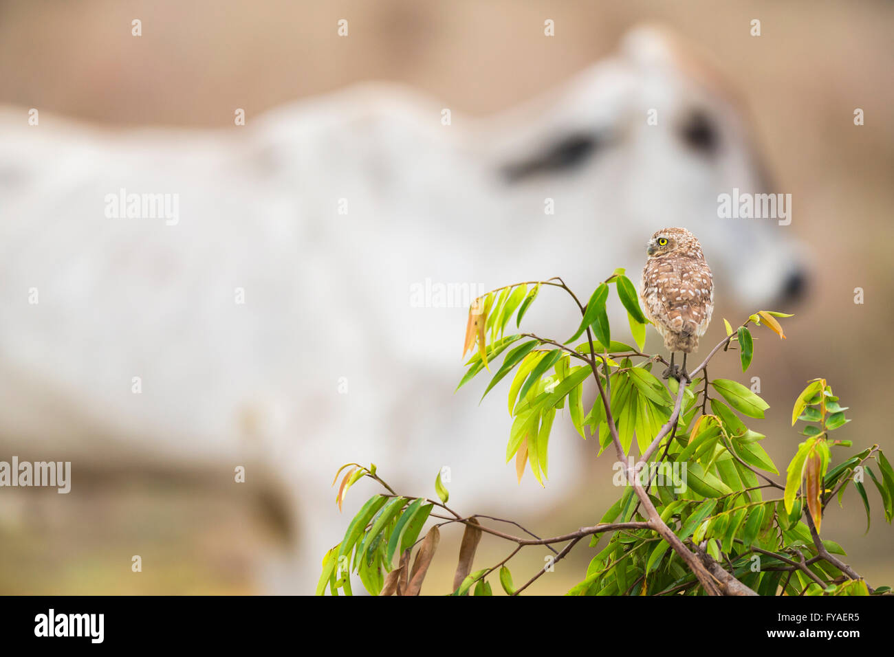 Chevêche des terriers Athene cinicularia, adulte, perché sur la végétation avec des bovins en marche, Los Llanos en Colombie, en mars. Banque D'Images