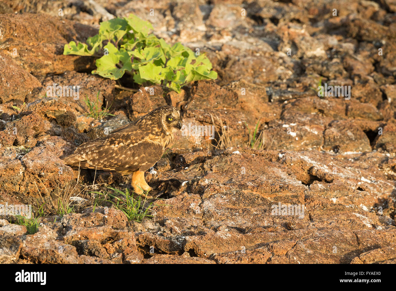Hibou des marais Asio flammeus galapagoensis, des profils avec shearwater proie, el Barranco, Isla Genovesa, Îles Galápagos en avril. Banque D'Images