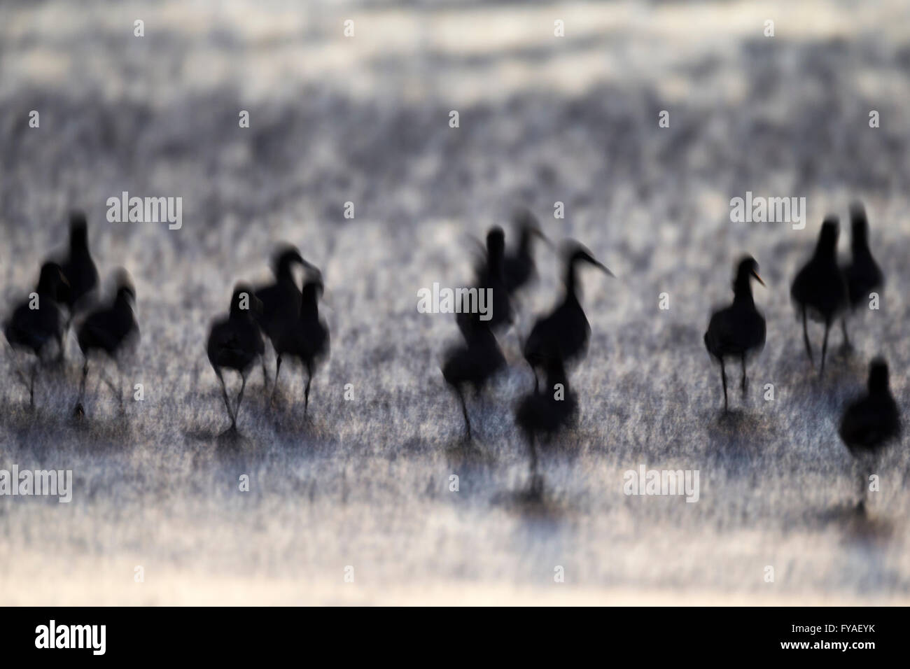 Tringa semipalmata Willet, troupeau, de recherche de nourriture le long du littoral dans l'écoulement des marées, Moss Landing, California, USA en octobre. Banque D'Images