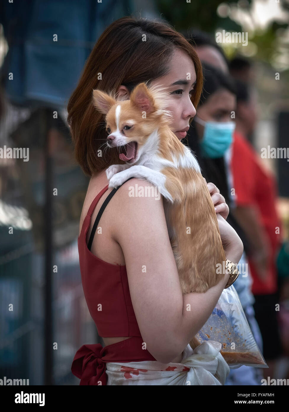 Bâillements pour chiens. Chien et propriétaire. Chien chihuahua aux cheveux longs transporté par le propriétaire dans une rue animée. Banque D'Images