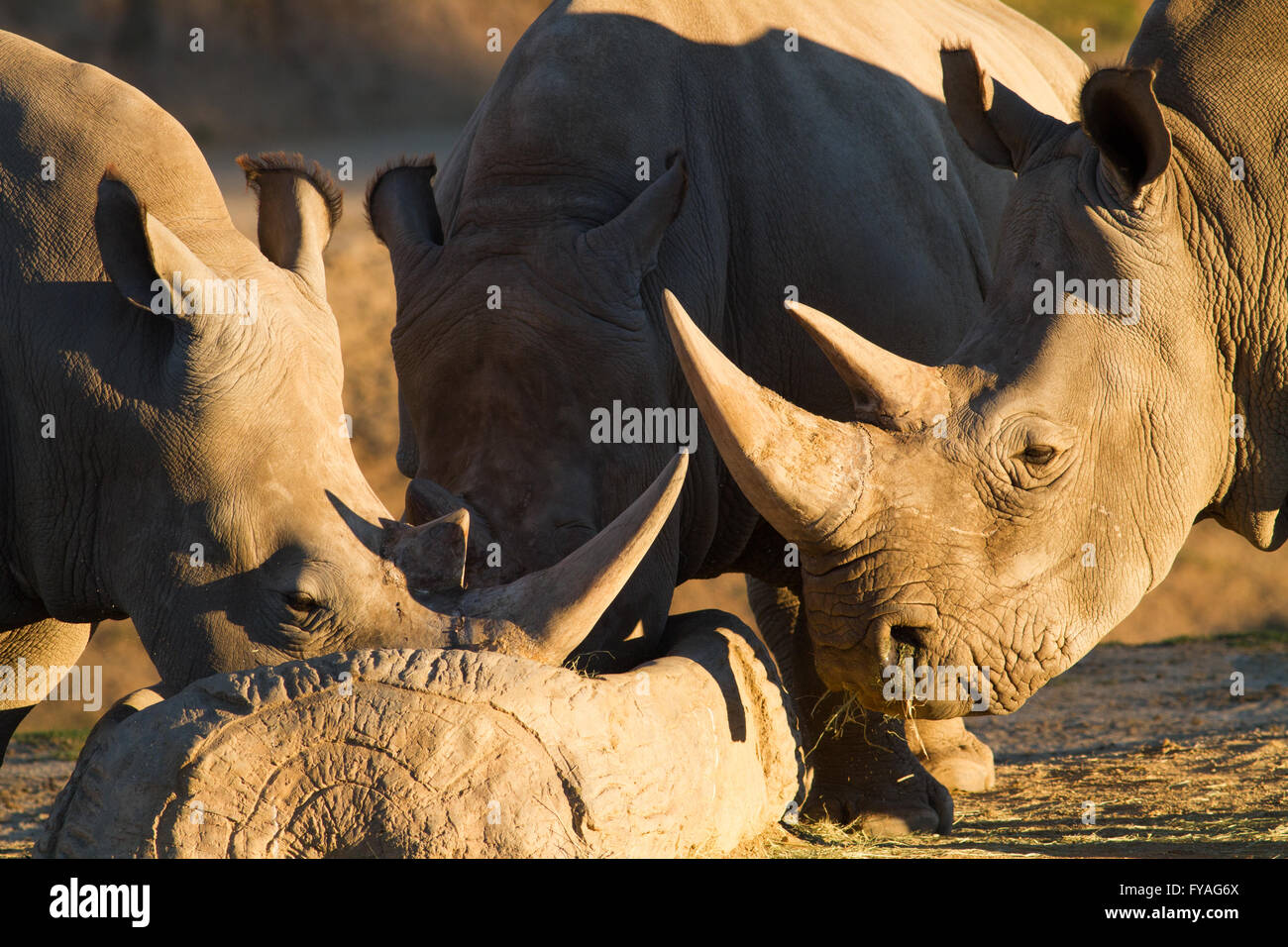 Le rhinocéros blanc (Ceratotherium simum) Couple Drinking Banque D'Images