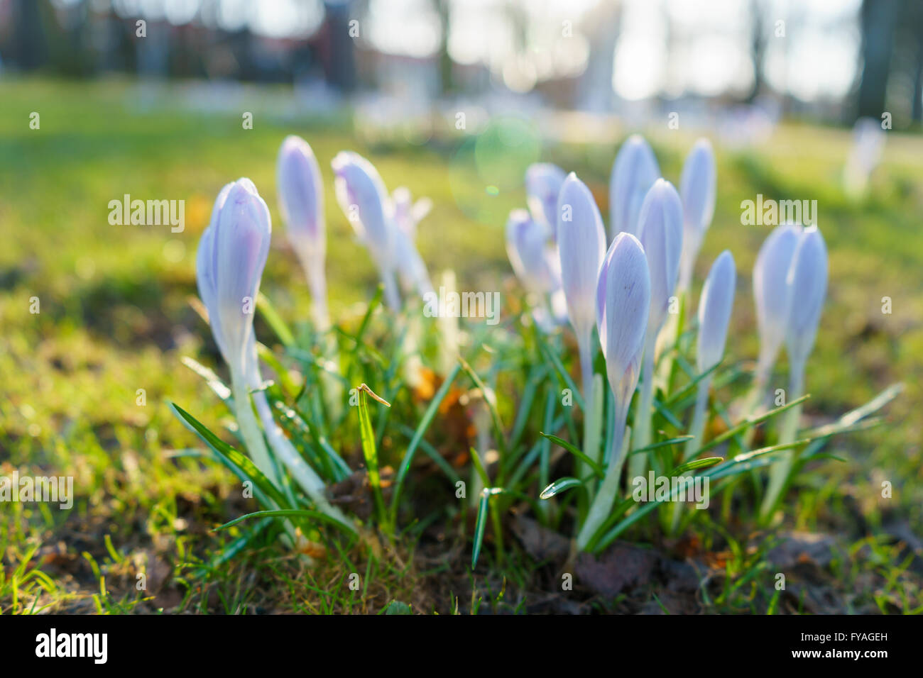 Bush de début du printemps fleurs crocus au soleil avec des reflets de l'objectif Banque D'Images