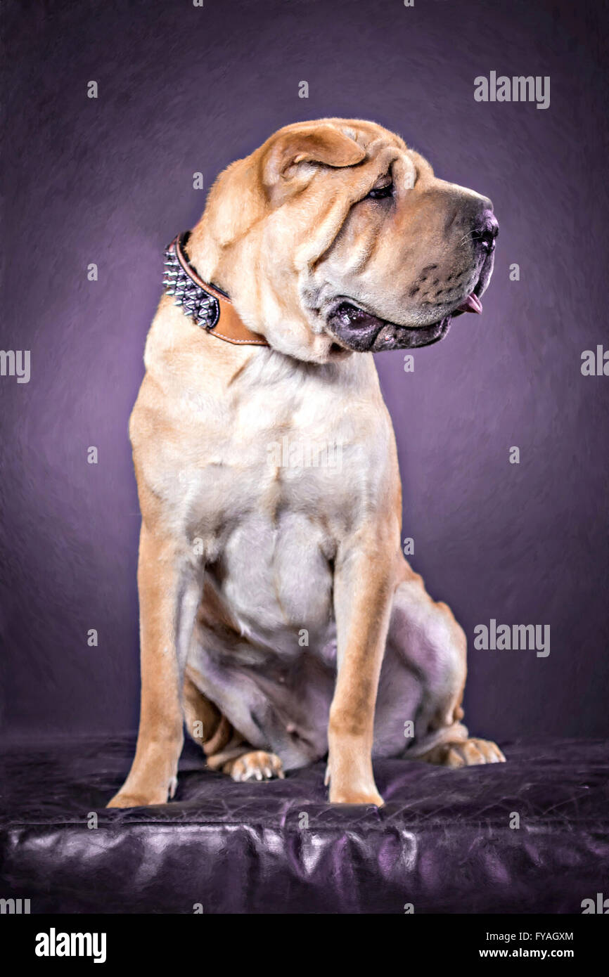 Studio numérique peint une portrait d'un chien Shar Pei chinois Banque D'Images
