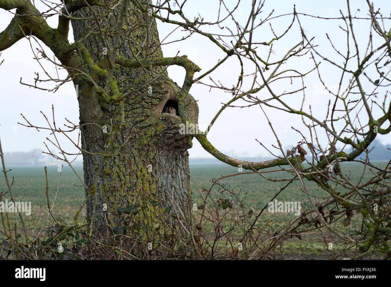 Tawny Owl (Strix Aluco enr) se percher dans un frêne (Fraxinus excelsior) tree hollow situé dans une haie de bordure de champ, au Royaume-Uni. Banque D'Images