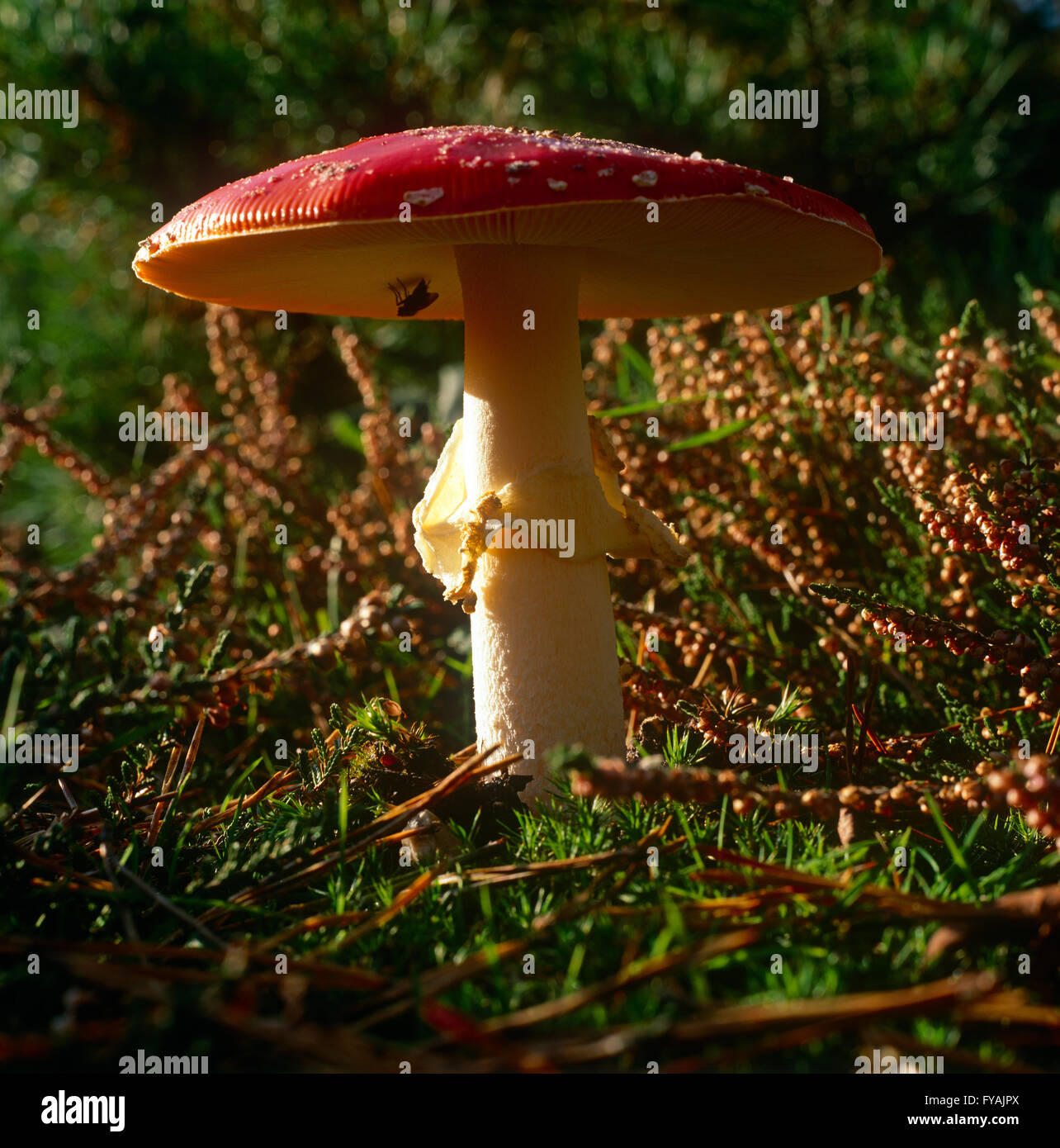 Un champignon rouge, debout à l'extérieur. Banque D'Images