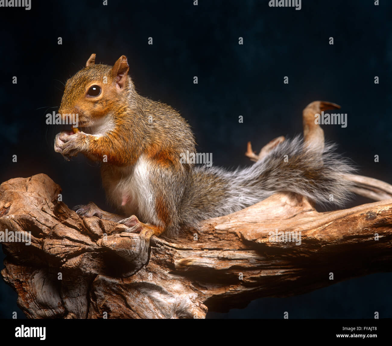 Squirrel assis sur une branche, à l'intérieur. Banque D'Images