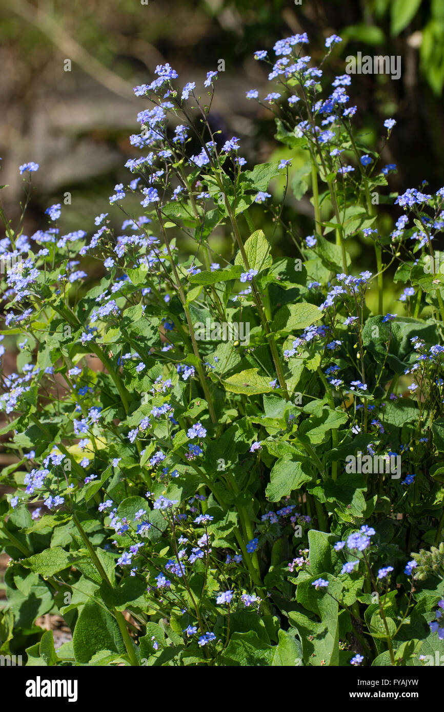 Fleurs de Printemps Bleu de la plante vivace, Brunnera macrophylla Banque D'Images