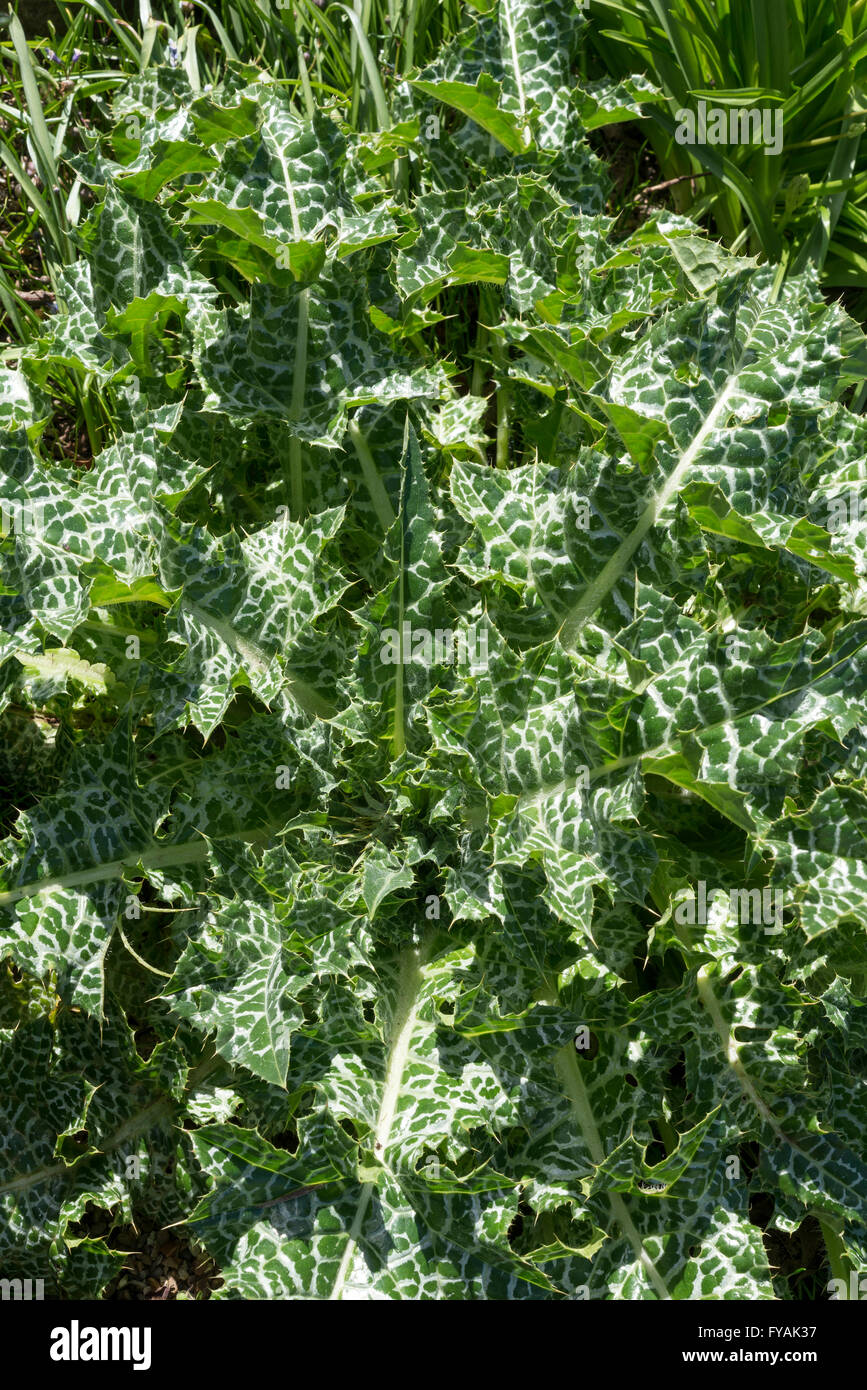 Rosette de feuilles d'un chardon Marie (Silybum marianum) dans soleil du printemps. Banque D'Images