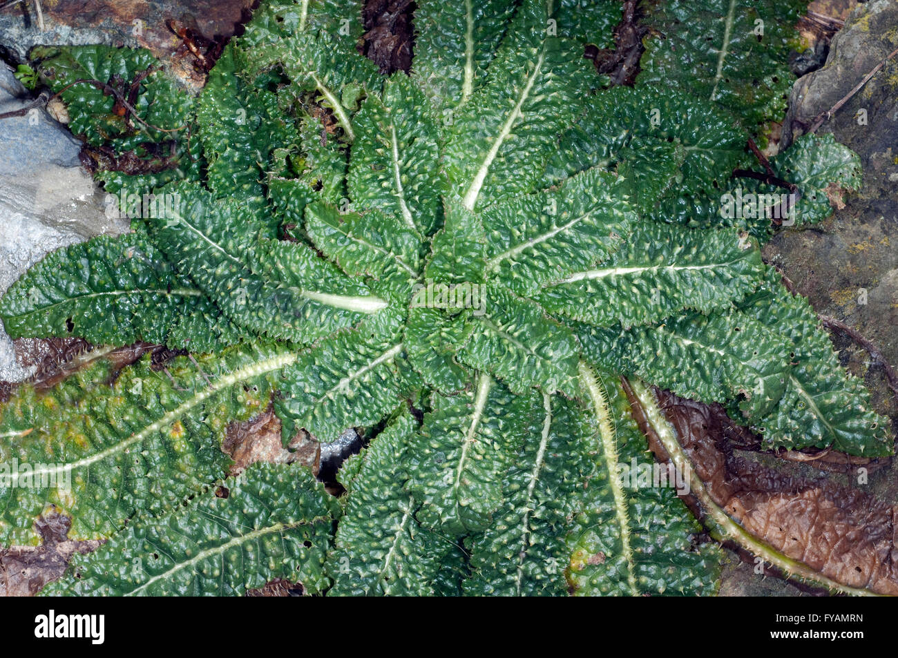 Heilpflanze Kardendistel ; ist eine, Wildpflanze Arzneipflanze und, und Bume Duftblume Banque D'Images