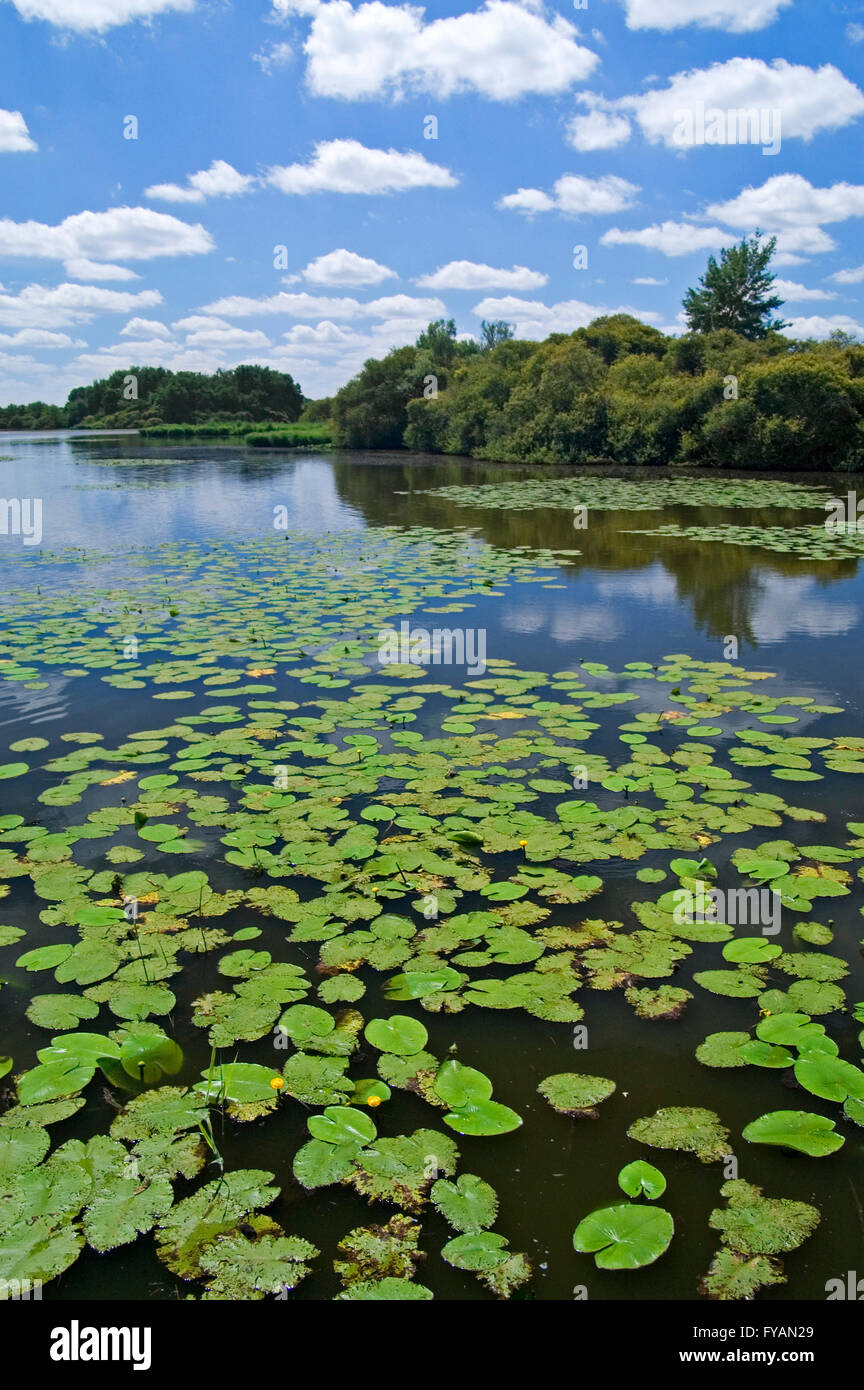 L'eau de nénuphar jaune (Nuphar lutea) couvrant l'Etang Massé au Parc naturel régional de la Brenne, Indre, France Banque D'Images