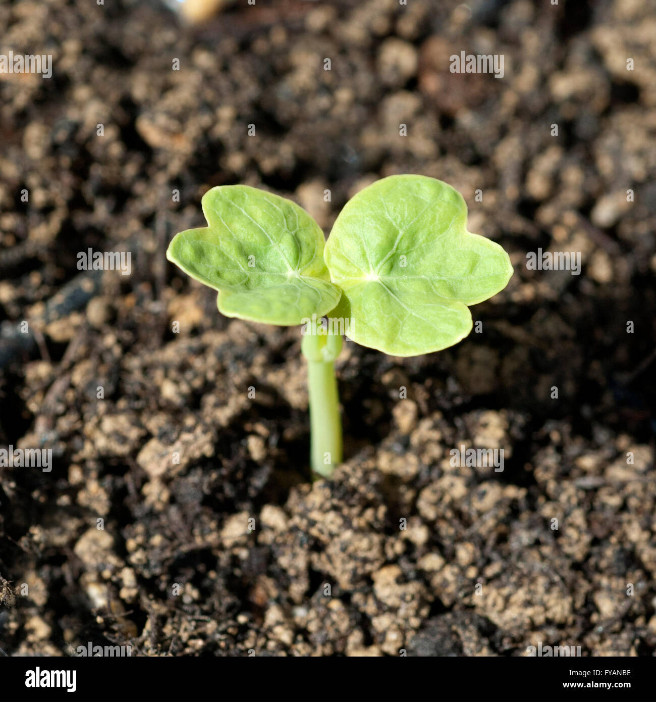 Kapuzinerkresse ; ist eine Heilpflanze Arzneipflanze Wildpflanze und, und Bume, Duftblume Banque D'Images