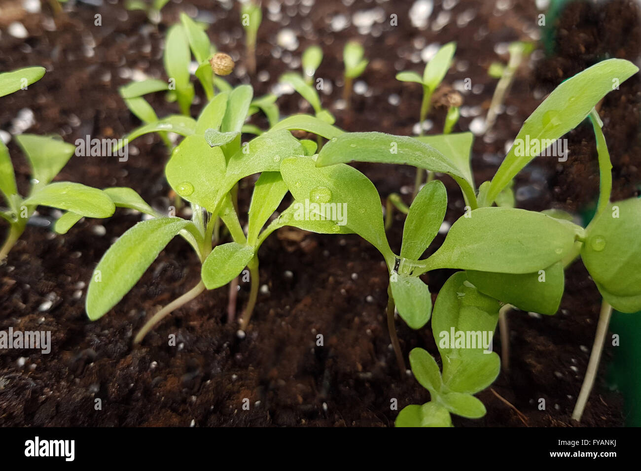 Heilpflanze Sommeradonis ; ist eine, Wildpflanze Arzneipflanze und, und Bume Duftblume Banque D'Images