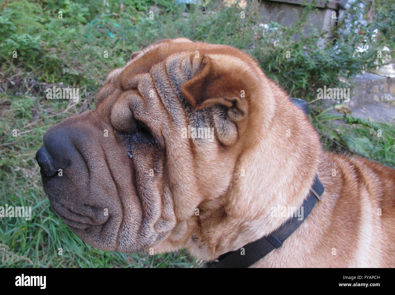 Šarpej, schar-pei, chien Banque D'Images