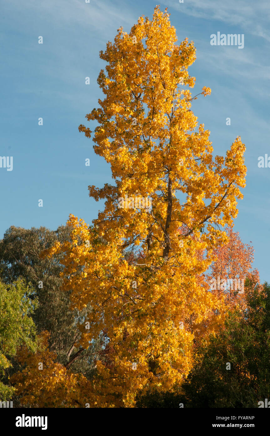 L'automne ou à l'automne feuillage à Bright dans la vallée de fours, Victoria, Australie Banque D'Images