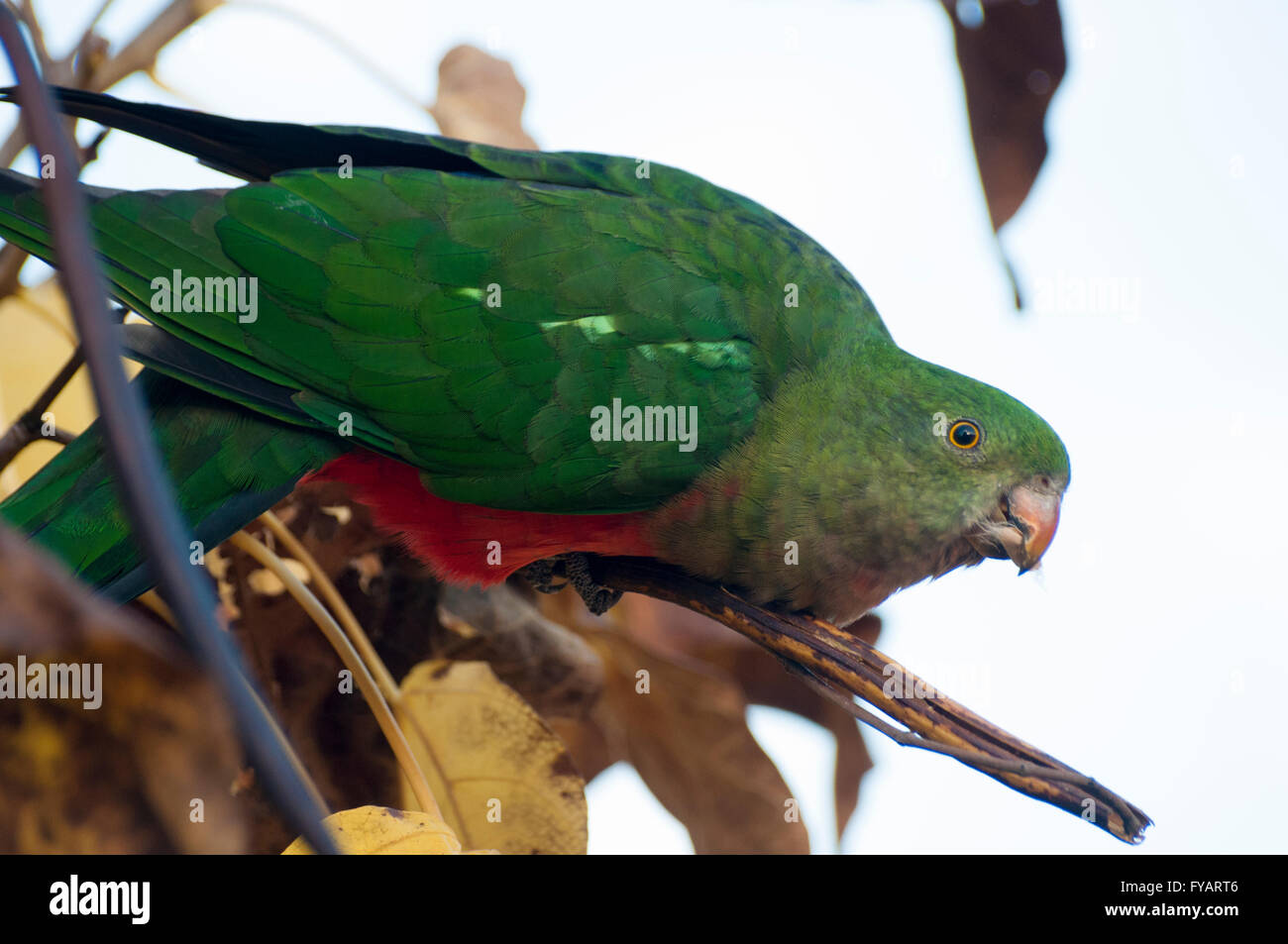 Australian King Parrot parcourt à Bright, Victoria, Australie Banque D'Images
