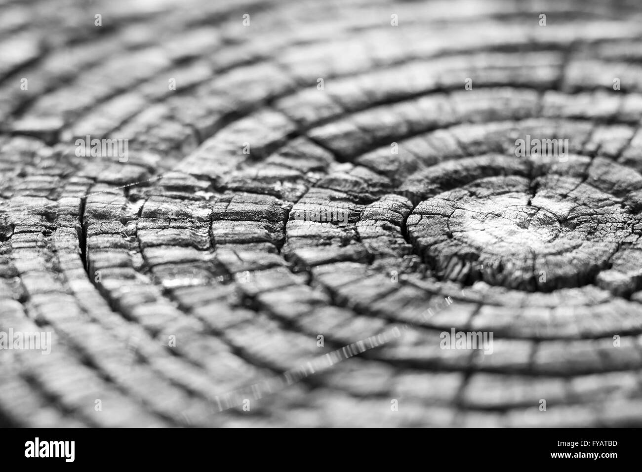 La texture du bois brut photo, texture agréable Banque D'Images