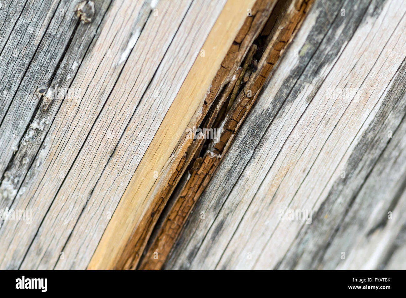 La texture du bois brut photo, texture agréable Banque D'Images