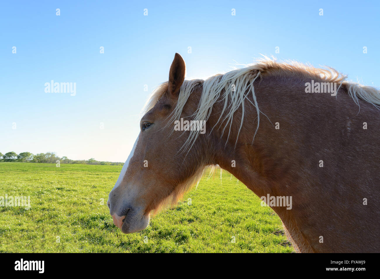 Close up head shot of cheval brun vert sur le champ ouvert Banque D'Images