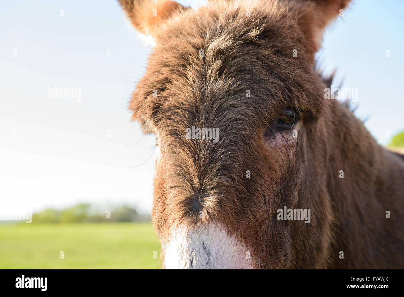 Close up head shot of âne brun vert sur le champ ouvert Banque D'Images