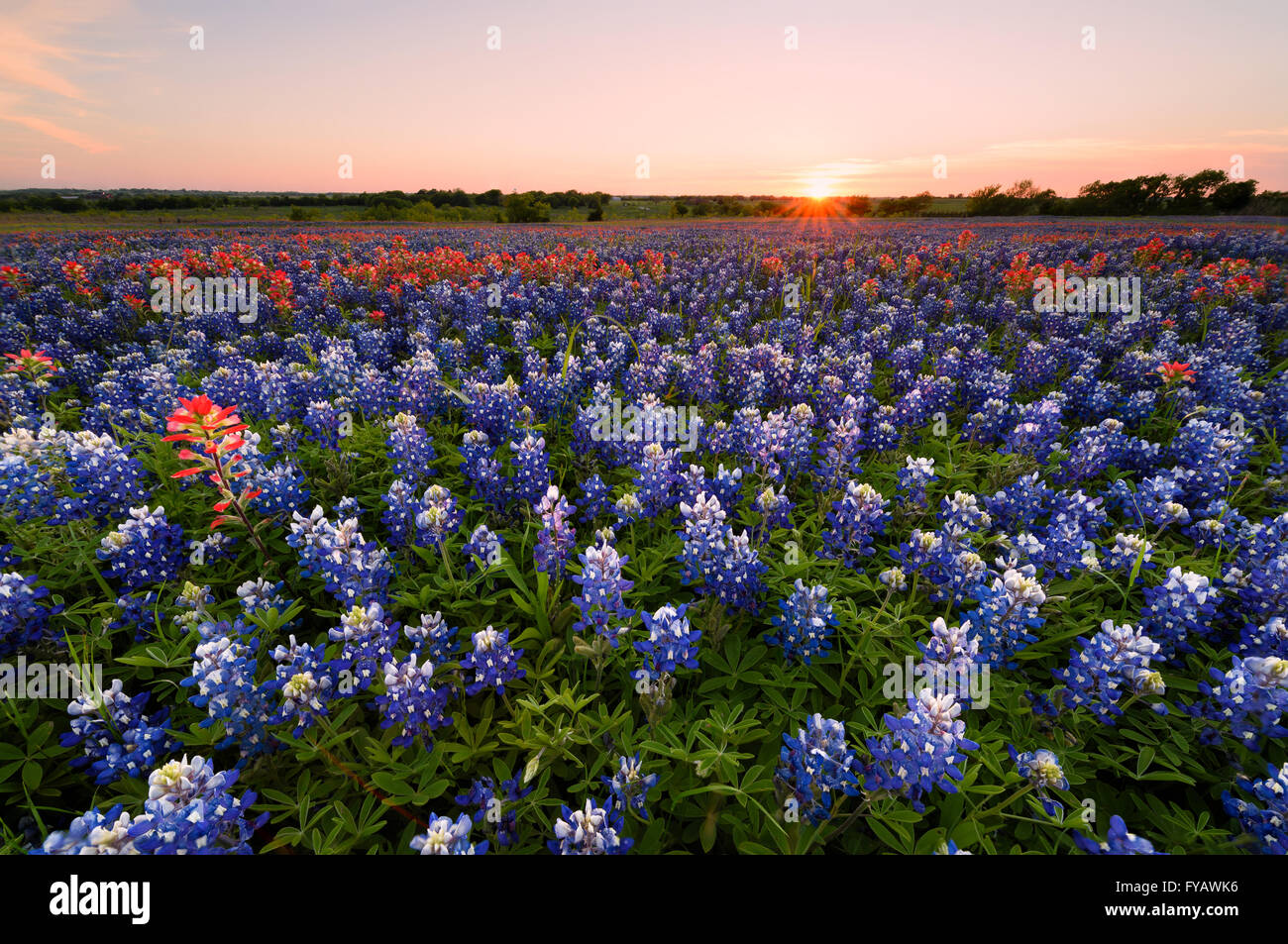 Fleurs sauvages à Ennis Bluebonnet City, Texas, USA, au coucher du soleil, au crépuscule Banque D'Images