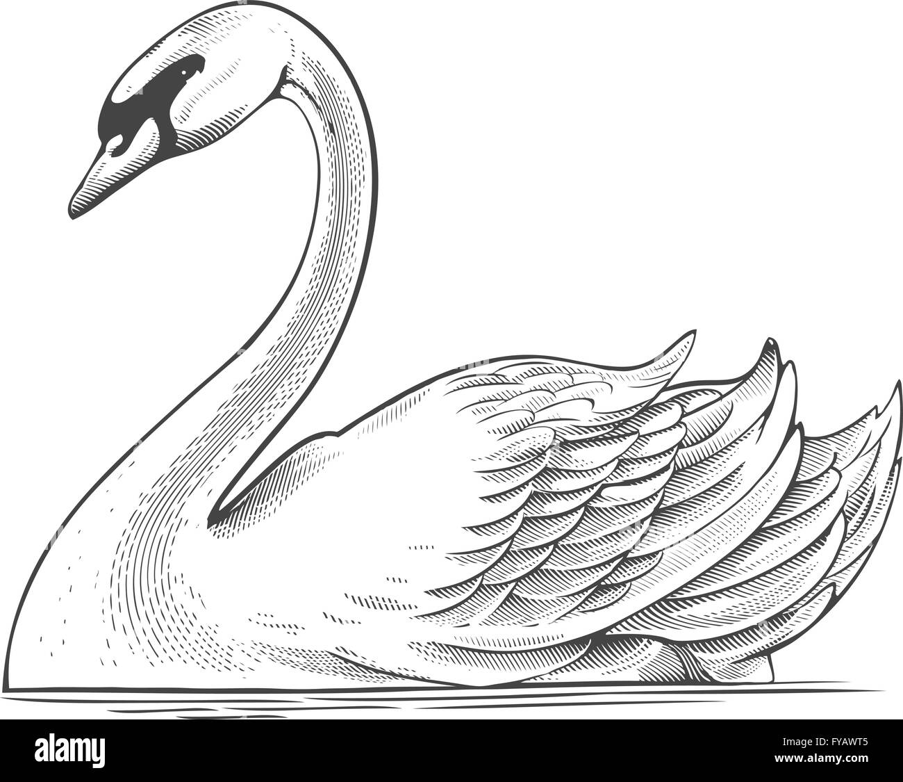 Swan en gravure Illustration de Vecteur