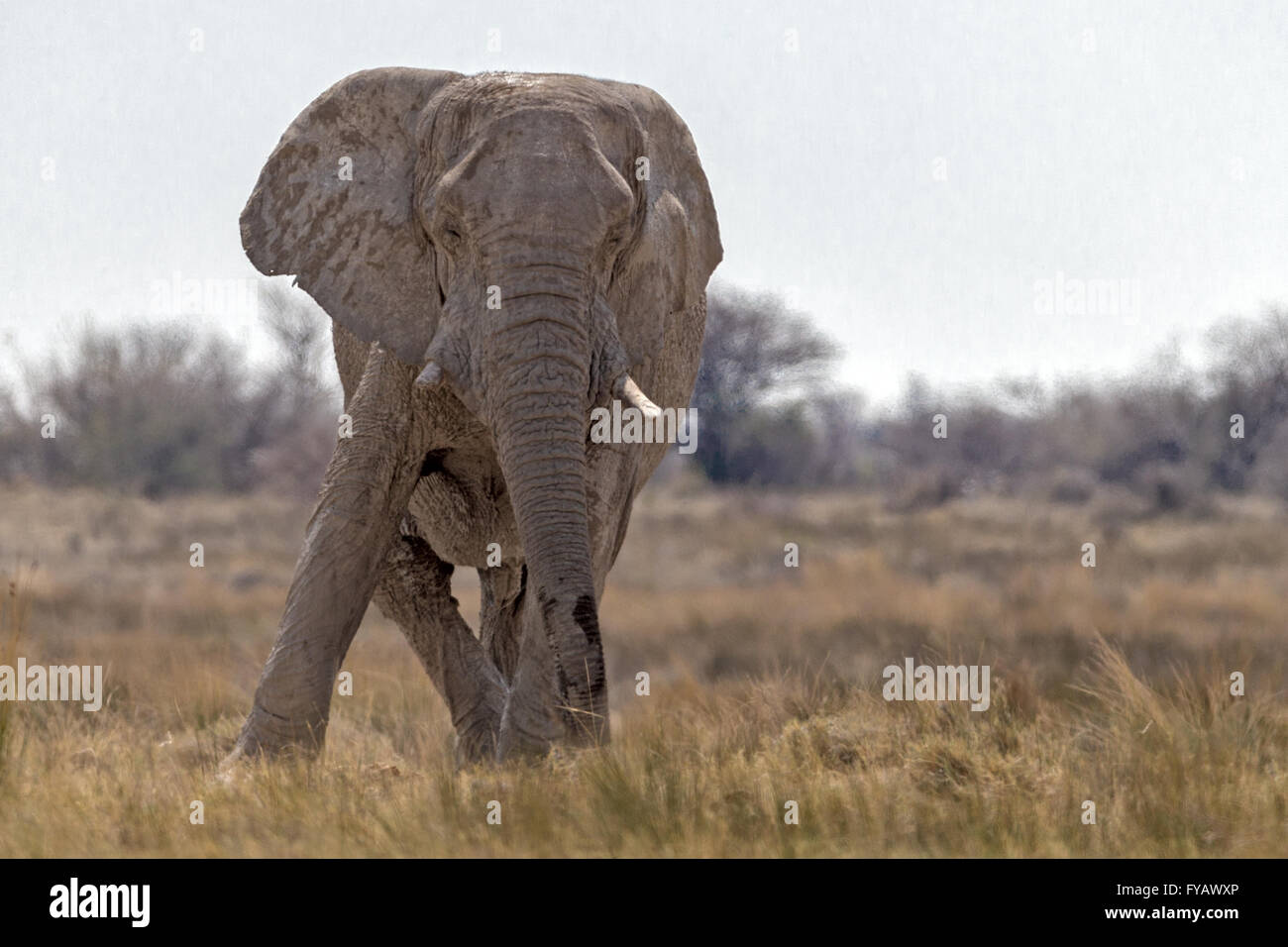 Dépoussiérant, éléphant de taureau « fantôme », ainsi appelé en raison de la blancheur de l'argile utilisée comme crème solaire, Parc national d'Etosha, Namibie Banque D'Images