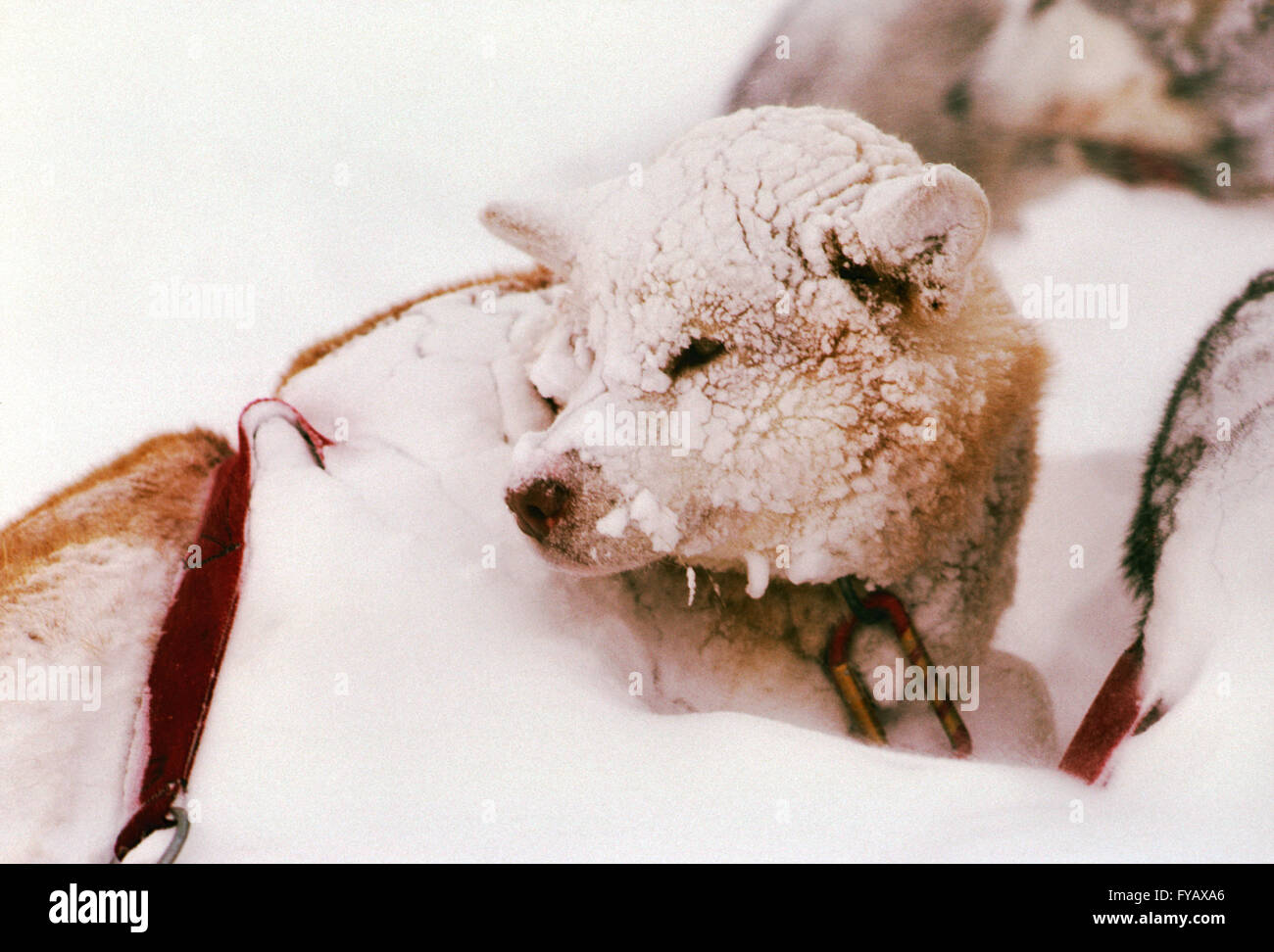 Canadian Inuit (Esquimau) chien de traîneau dans le blizzard Banque D'Images