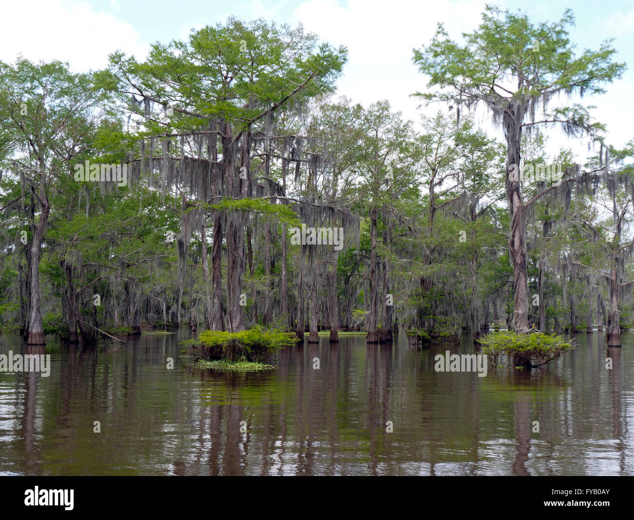 Le cyprès chauve des arbres et de la mousse espagnole Banque D'Images