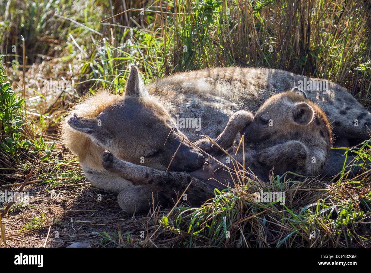 L'hyène tachetée dans Kruger National Park, Afrique du Sud ; Espèce Crocuta crocuta famille des Hyénidés Banque D'Images