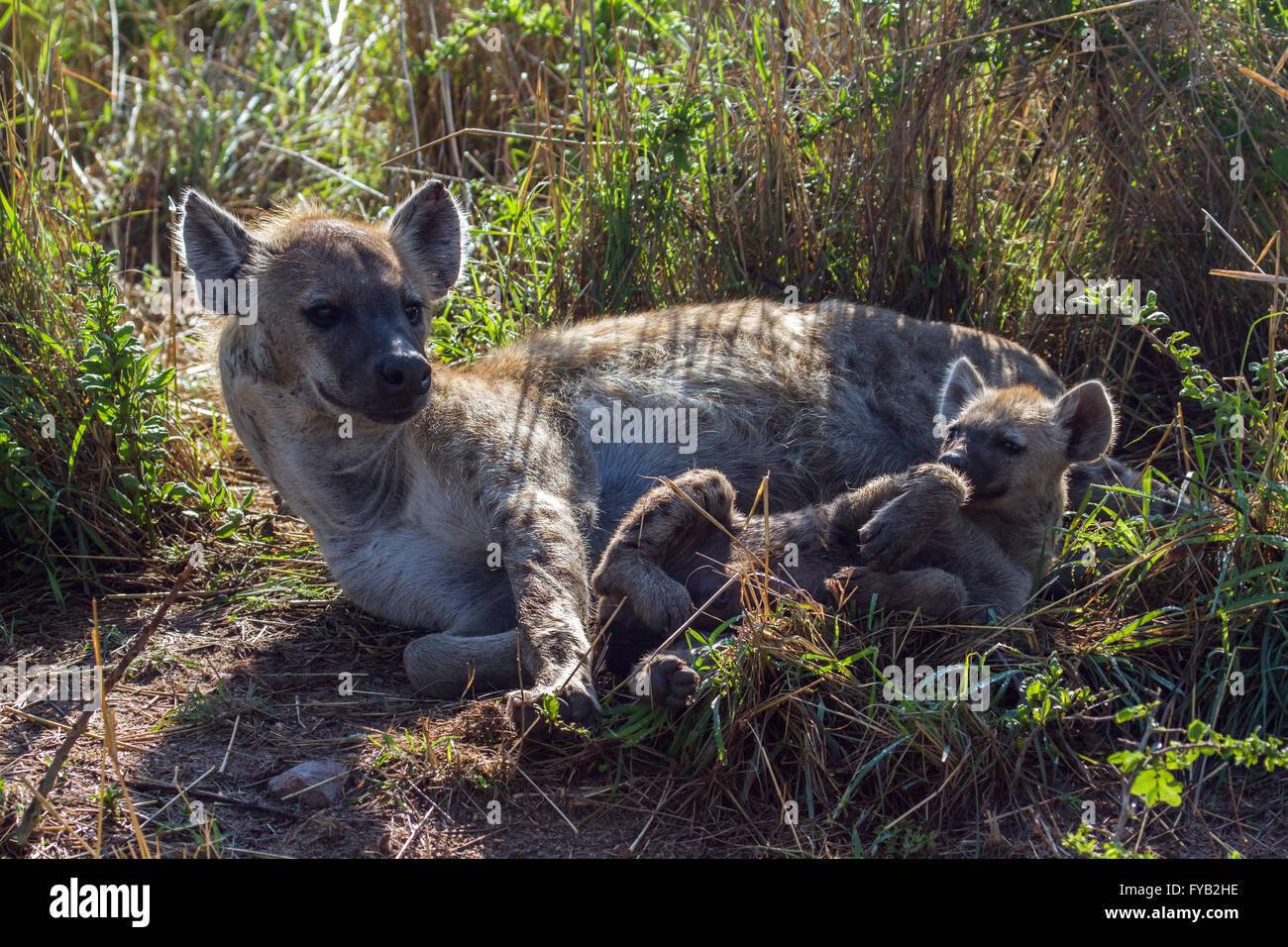 L'hyène tachetée dans Kruger National Park, Afrique du Sud ; Espèce Crocuta crocuta famille des Hyénidés Banque D'Images
