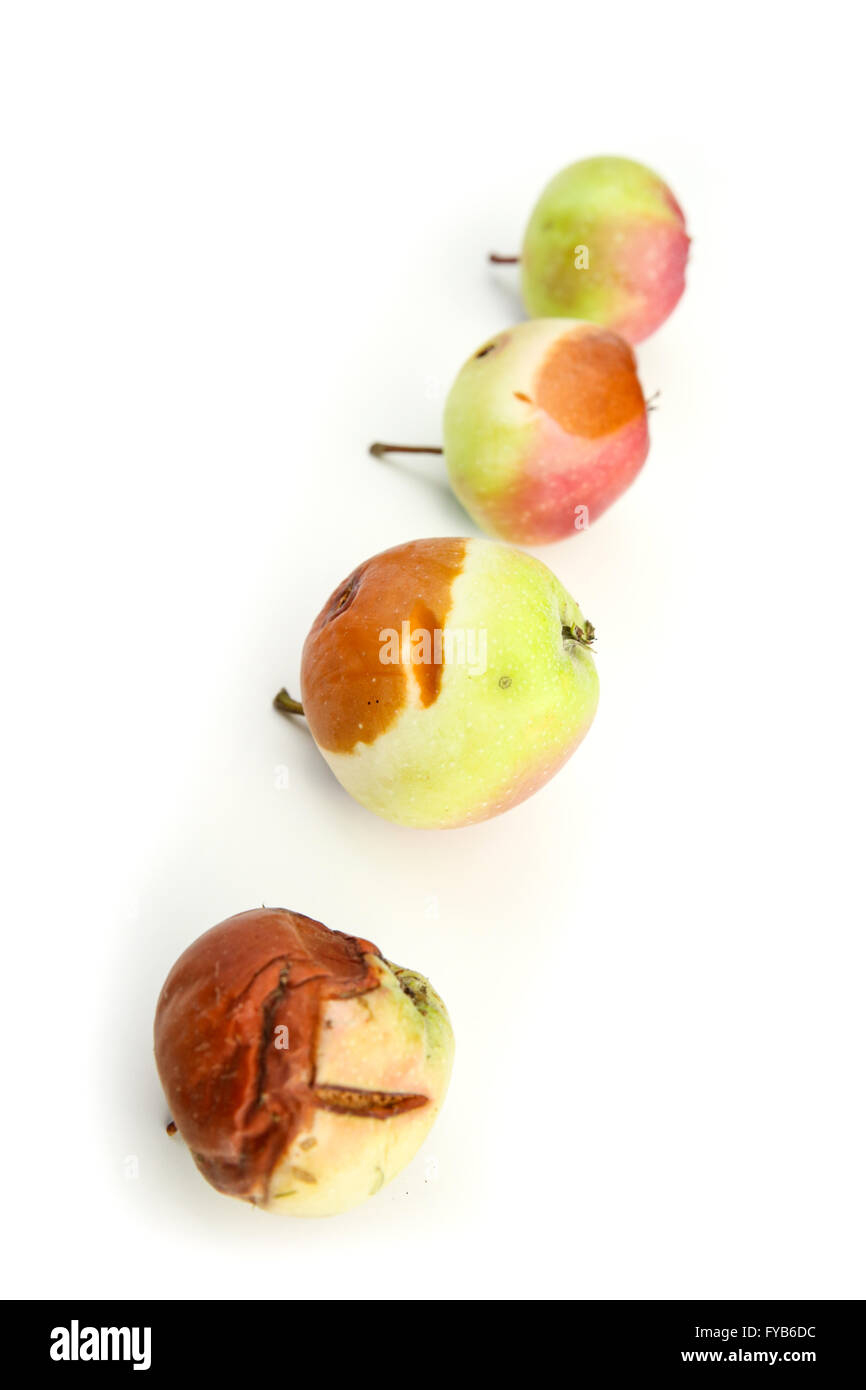 Stades de décomposition. Une pomme pourrie. Banque D'Images
