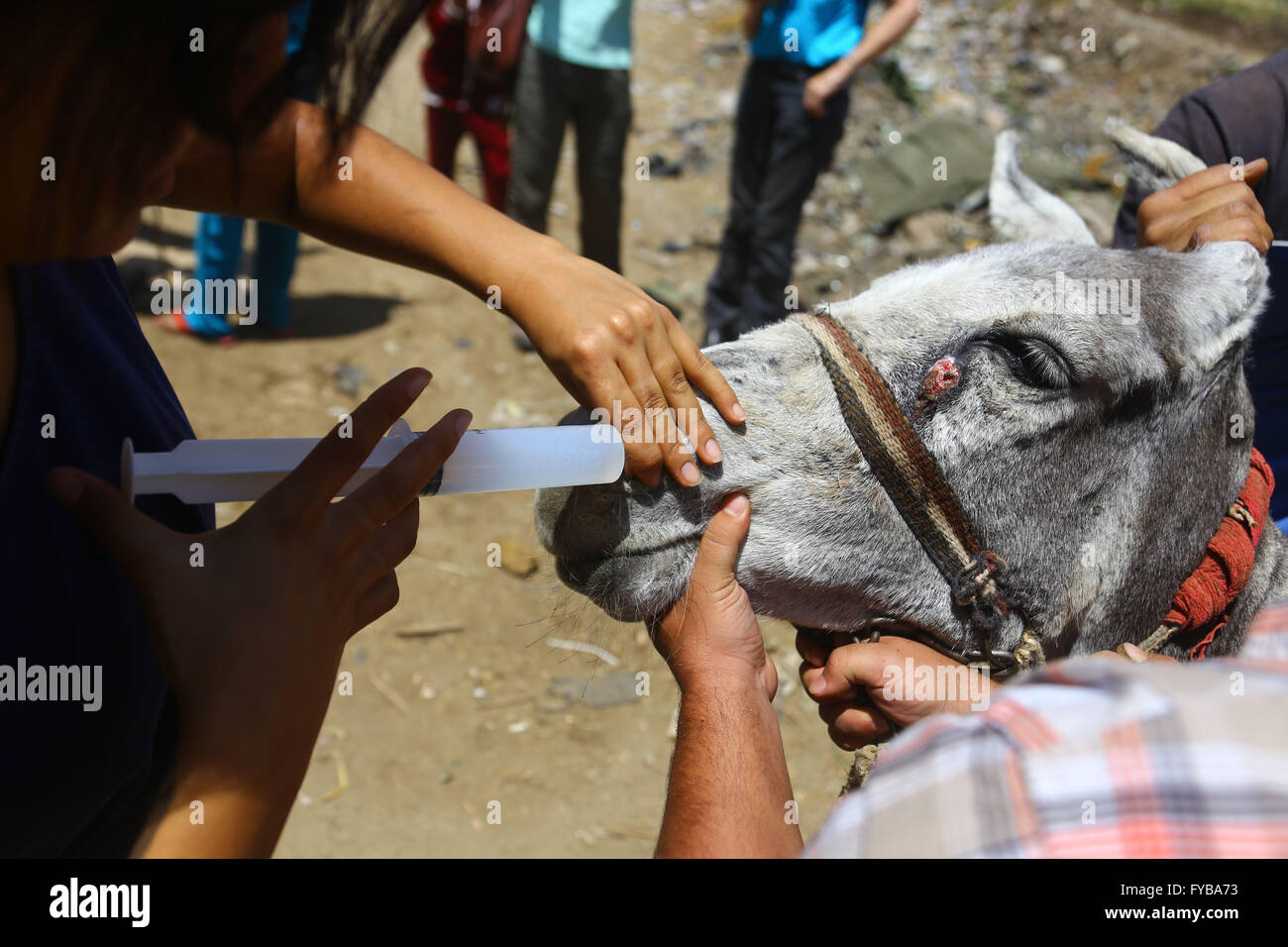 Le Caire. Apr 19, 2016. Un vétérinaire officiel traite les animaux de trait à une clinique mobile du nom de l'Initiative de mieux-être en milieu rural à Abu Sir village de le gouvernorat de Giza, Egypte le 19 avril 2016. L'Initiative de mieux-être en milieu rural, a commencé par Maryanne Stroud Gabbani, un propriétaire de la ferme des animaux qui vit en Egypte depuis les années 1980, il est maintenant géré par Stroud Gabbani et un groupe de jeunes volontaires qui s'occupent d'animaux de ferme dans les zones rurales. © Ahmed Gomaa/Xinhua/Alamy Live News Banque D'Images